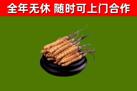 岱岳烟酒回收冬虫夏草.jpg